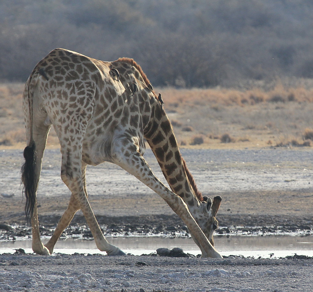 Giraffe with birds- Zimbabwe