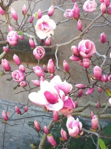 Magnolia Spring 2012