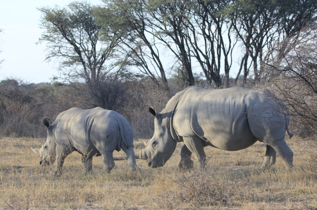 Rhino- Zambia